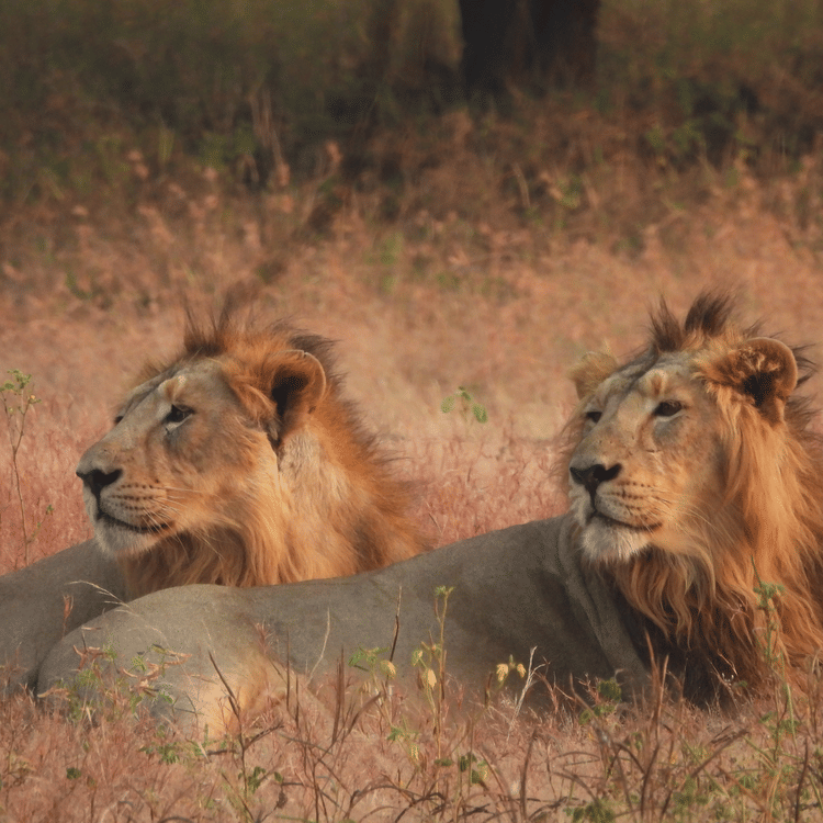 Image of two lions in wild sitting and looking away in the same direction